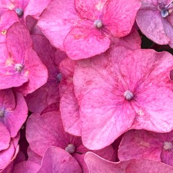 花のように