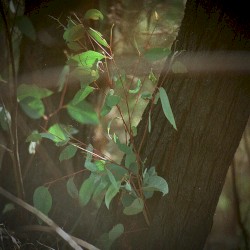 The Charring Of The Tree