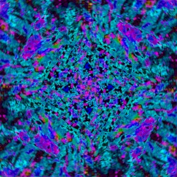 compassion collapse