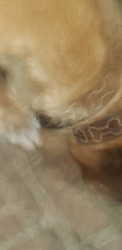 cool ep about my dog