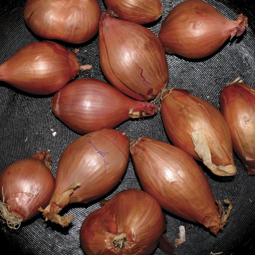Fried Shallots