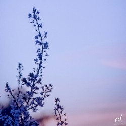 sweet flower