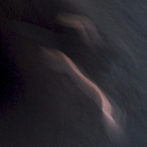 iamnotawhale