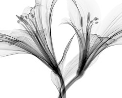Immutable love