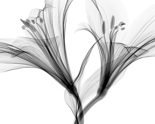 Immutable love