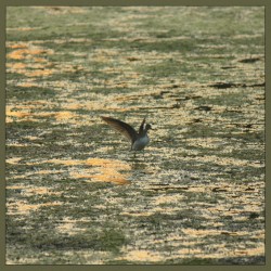 Lo‐Fly
