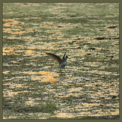 Lo‐Fly