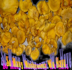 So Many Mushroomz We Have!!!