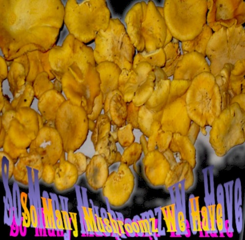 So Many Mushroomz We Have!!!