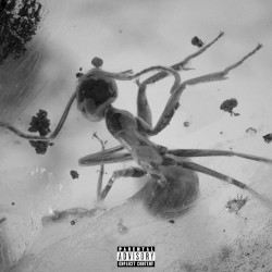 Insects