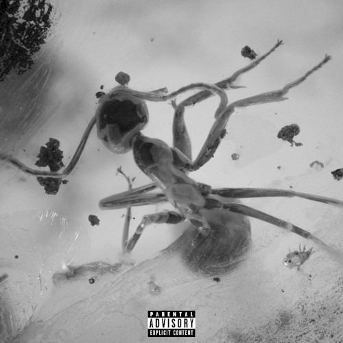 Insects