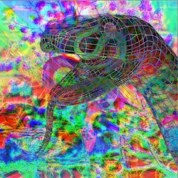 Music for 7 Juvenile Black Pine Snakes