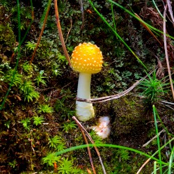 yellow patches