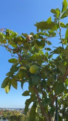 ?lemon
