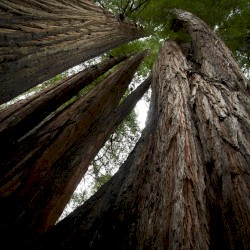Echoes of the Wood: Branch VIII