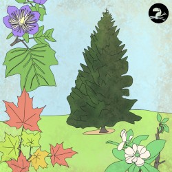 Spruce
