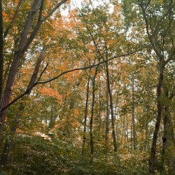 Forest Ballad