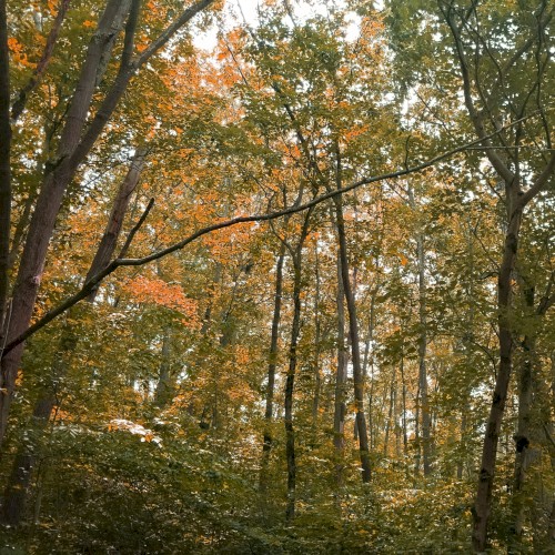 Forest Ballad
