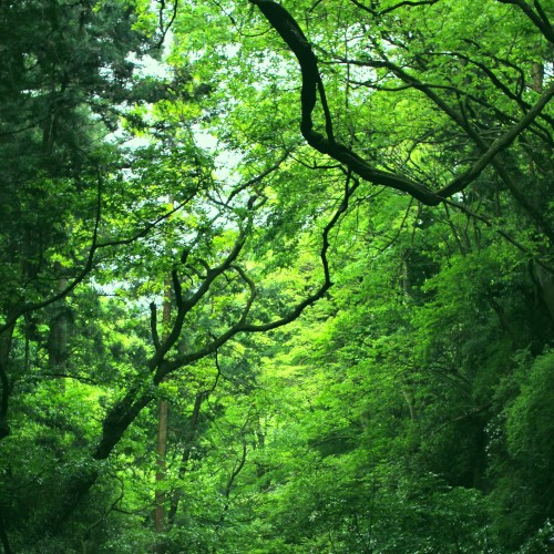 Hayama Ambient 016