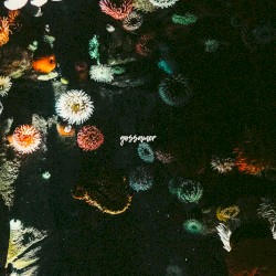 Gossamer