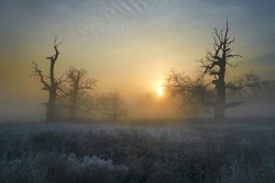 Masked by Mist