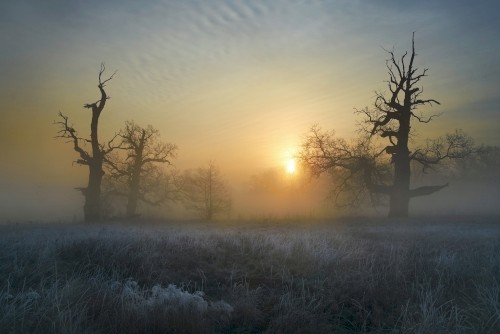 Masked by Mist