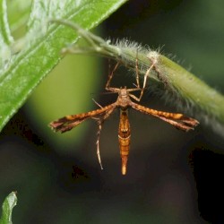 Xyroptila aenea