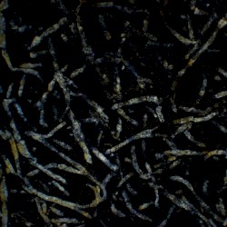Petrified Form