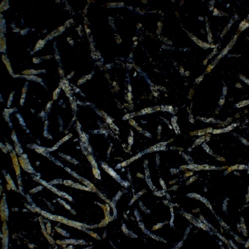 Petrified Form