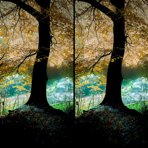 Branches of the Tree