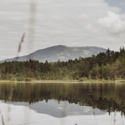 Stolen Forest