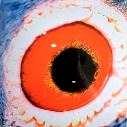 Taube / Brille