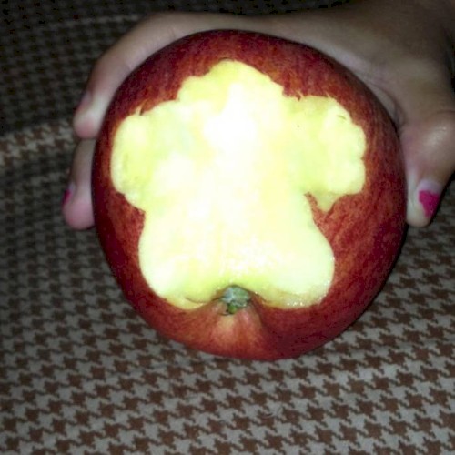 apple slices