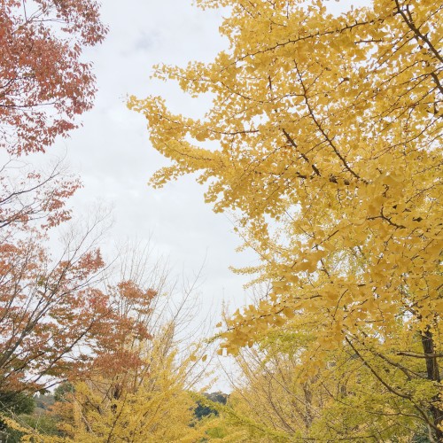Hayama Ambient 027