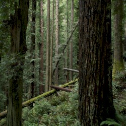 Echoes of the Wood: Branch X