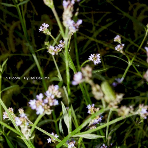 In Bloom