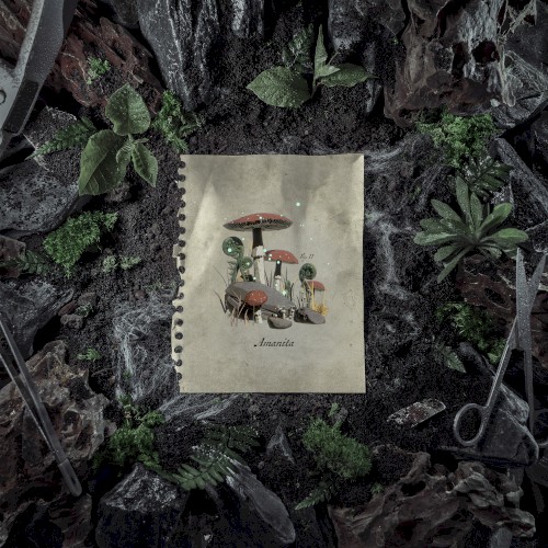 Amanita