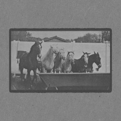 Horses Ringing Bells