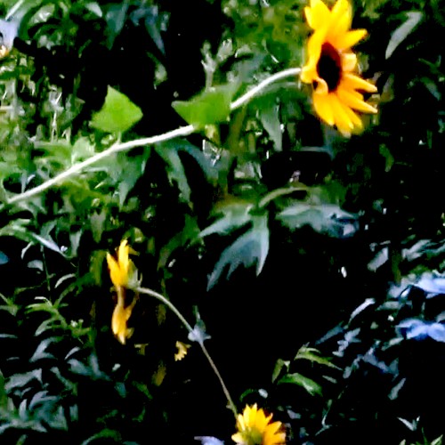 Ambience Thinking