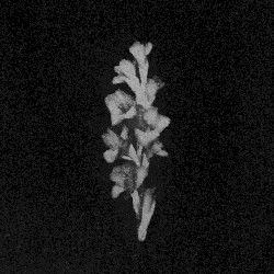 Rural Tapes