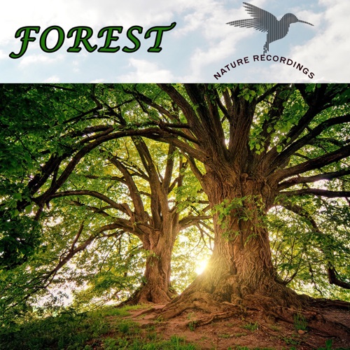 Nature’s Relaxation Suites: Walk Through the Forest