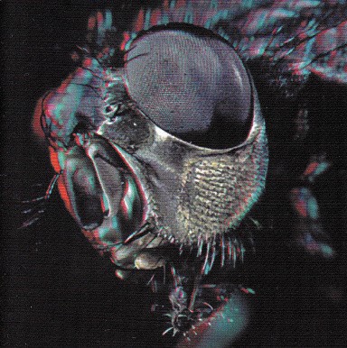 A God Among Insects