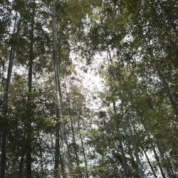 Hayama Ambient 046