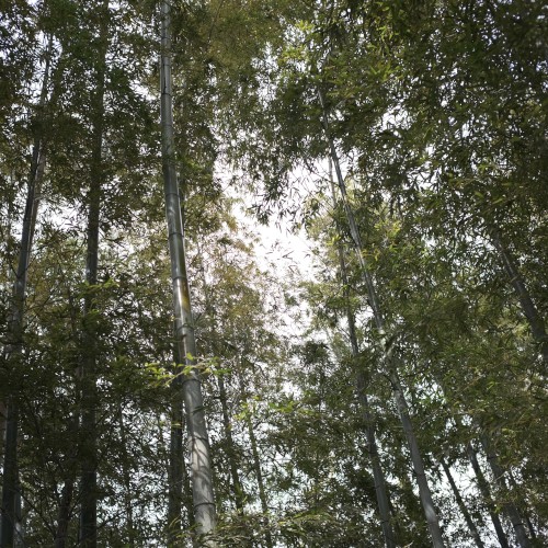 Hayama Ambient 046