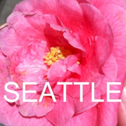 SEATTLE