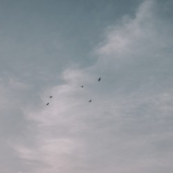 Avenoir