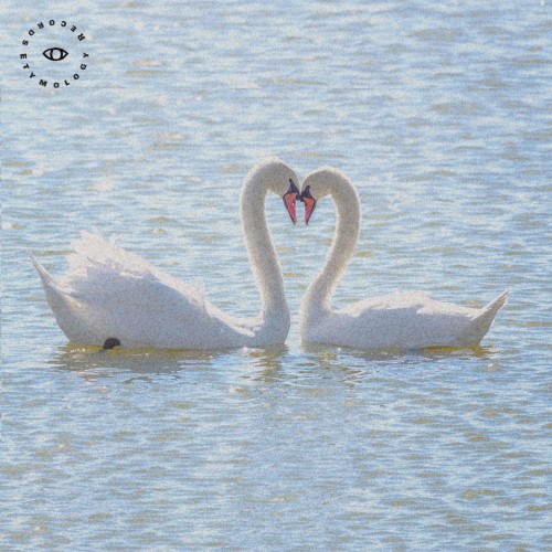 Swan