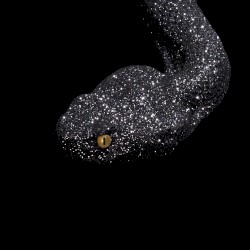 Black Mamba