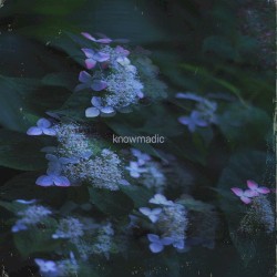 hydrangea