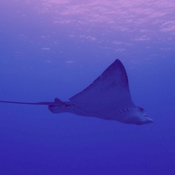 Stingray